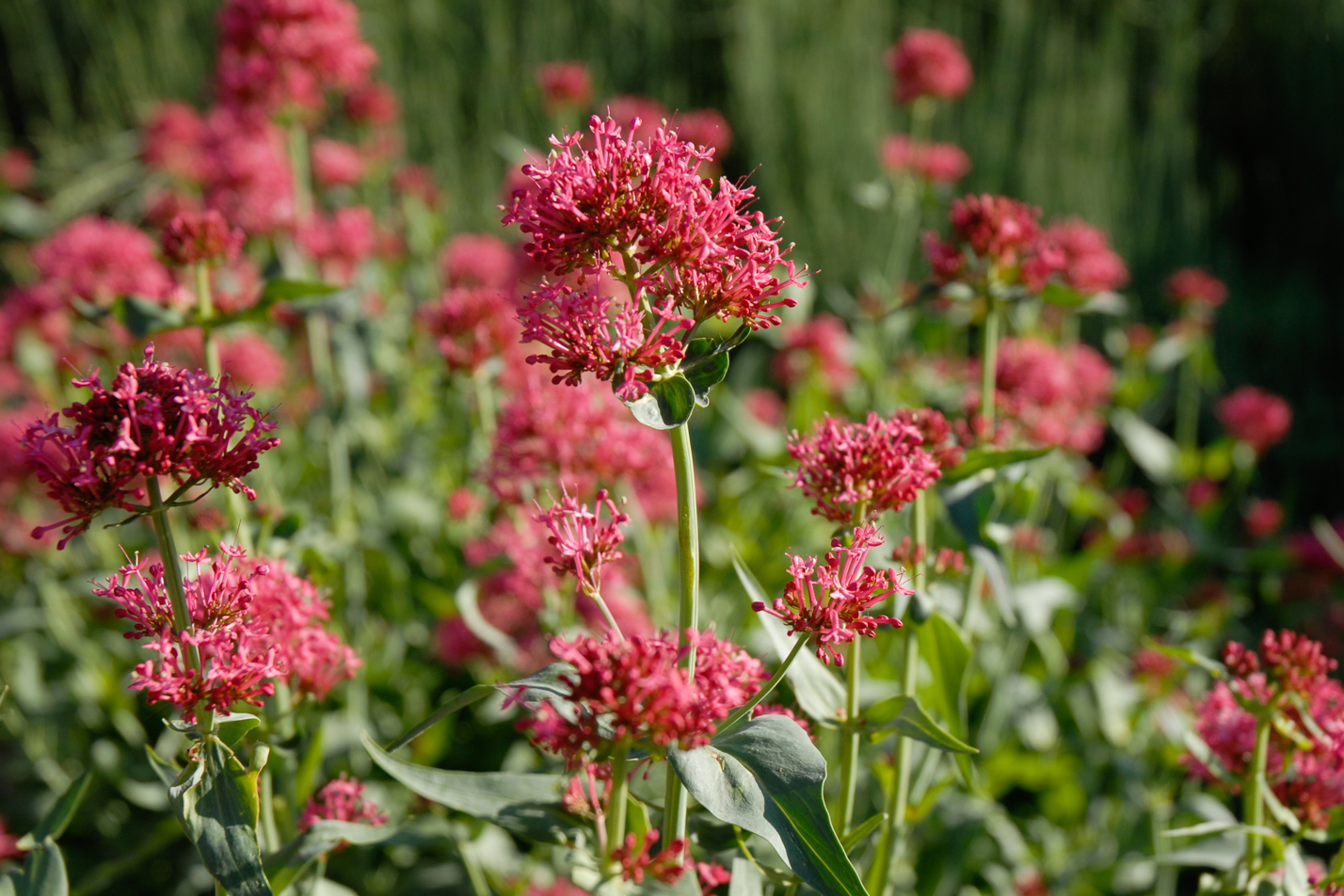 Red Valerian